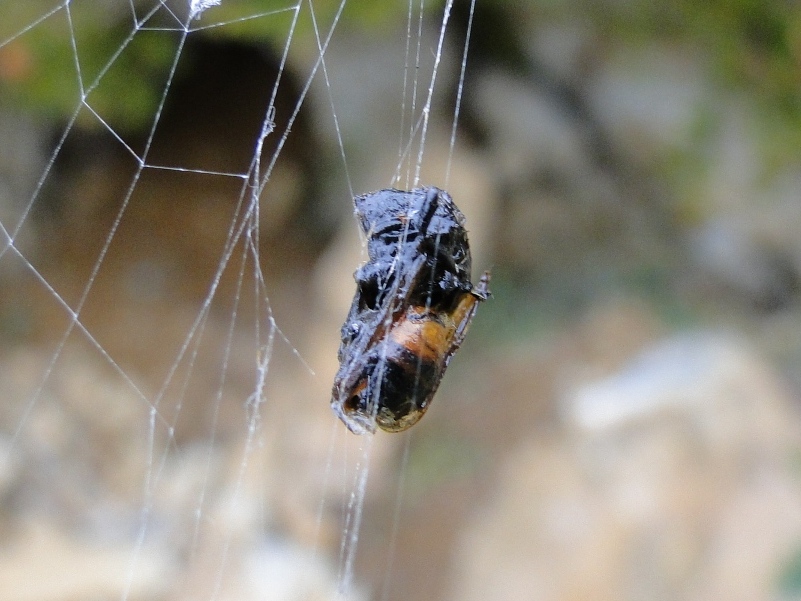 Araneus diadematus